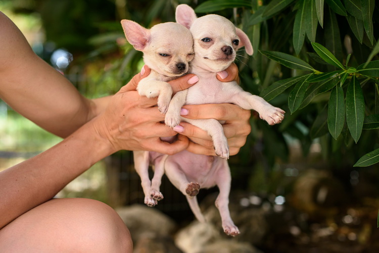 Fell in love with the teacup chihuahua. How to get it?