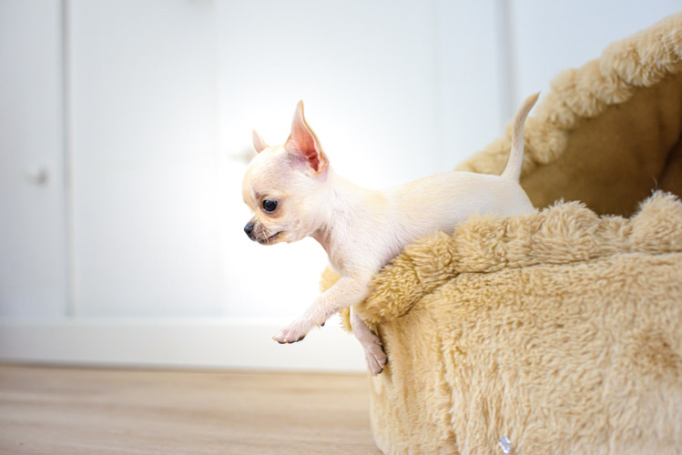 What is a Microchip?